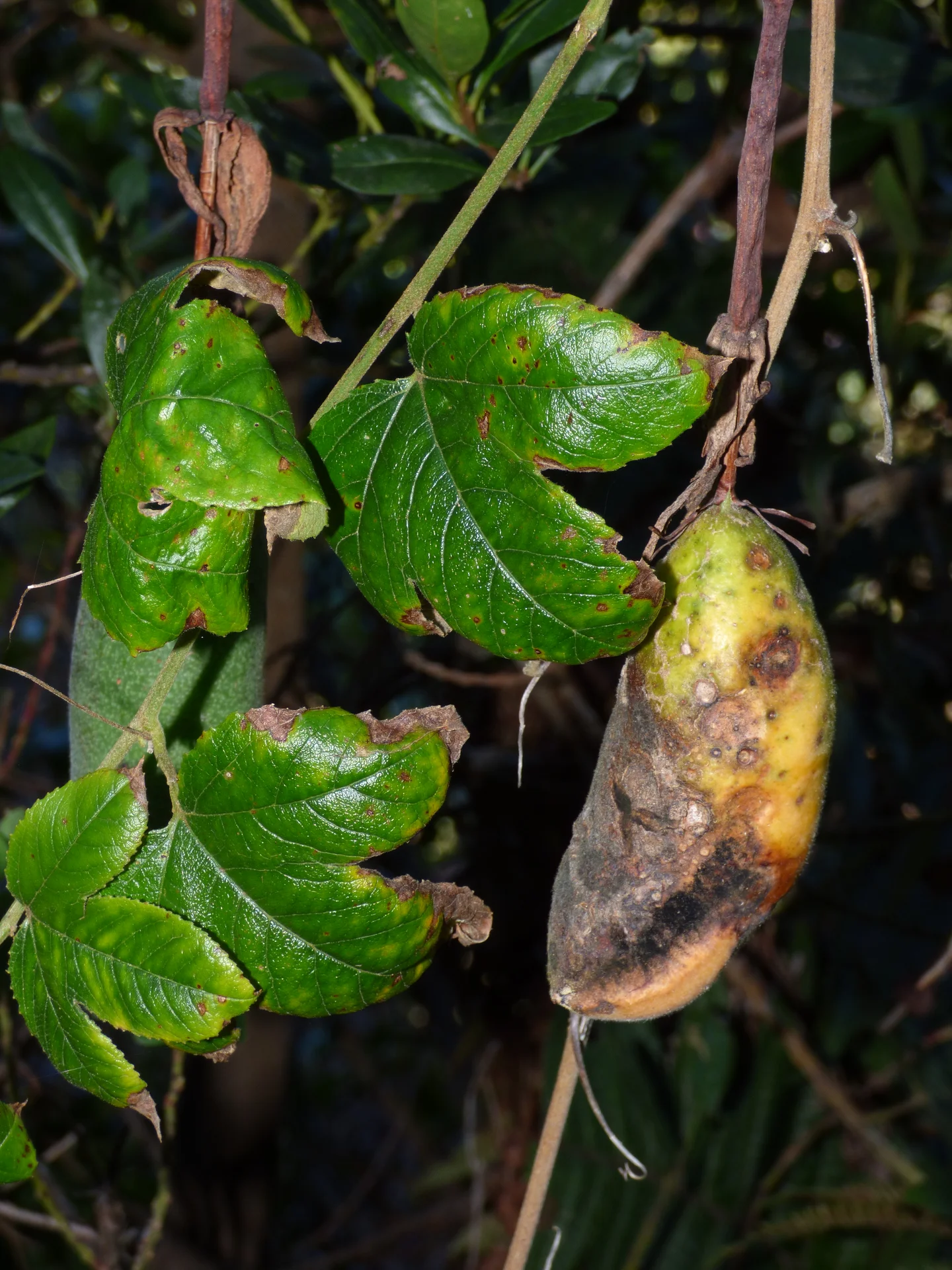 A passion-fruit vine in the field: a hanging fruit blotched brown and rotting, and the leaves beside it speckled with brown spots.