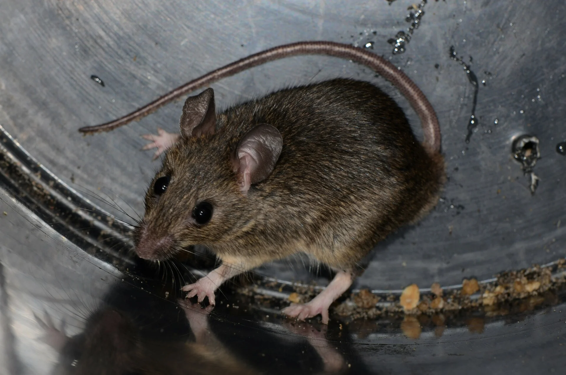 Grey-brown grain rat with a long scaly tail inside a metal grain bin among spilled grain