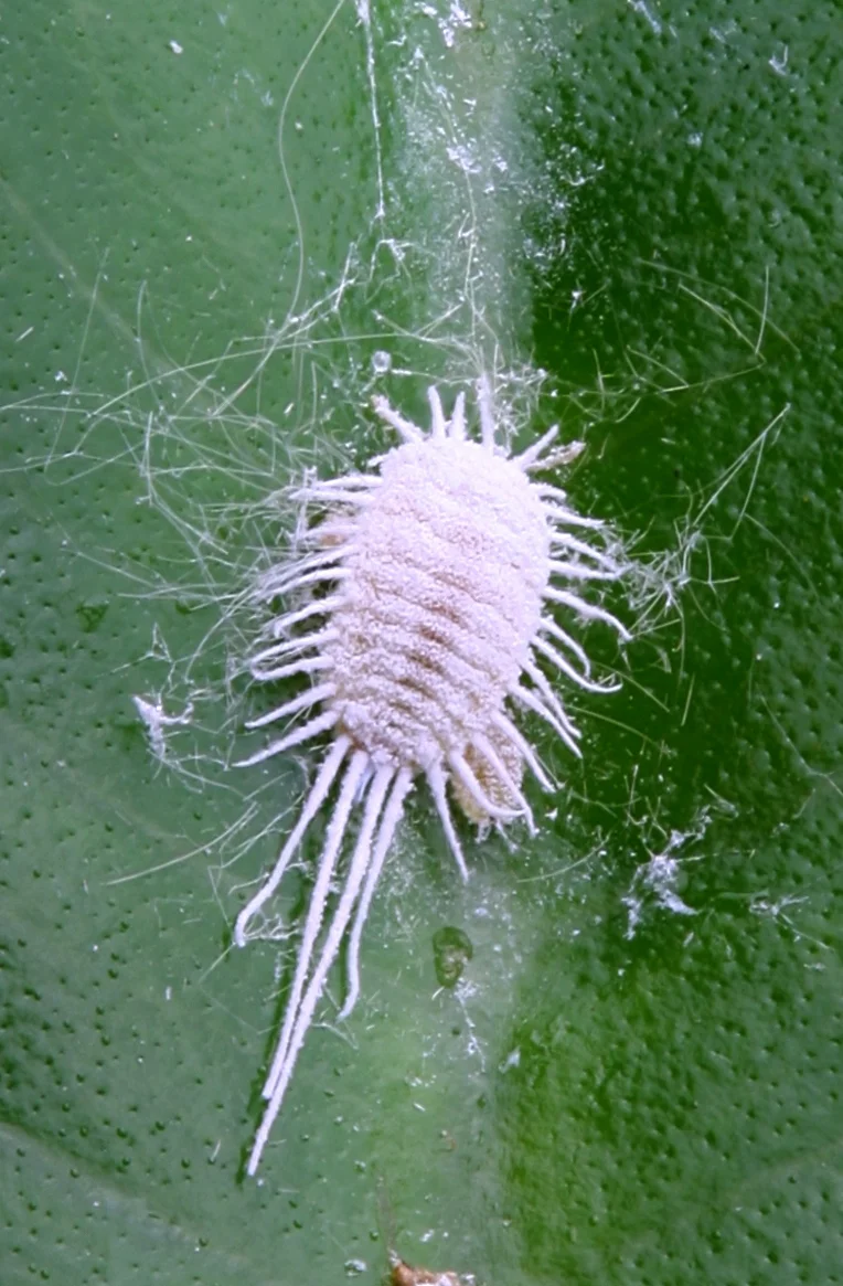 A single mealybug on a green leaf, its soft oval body coated in white mealy wax and fringed with waxy threads