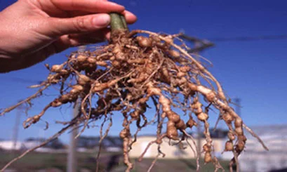 Hand holding an uprooted root mass covered in nematode galls and knots in the field