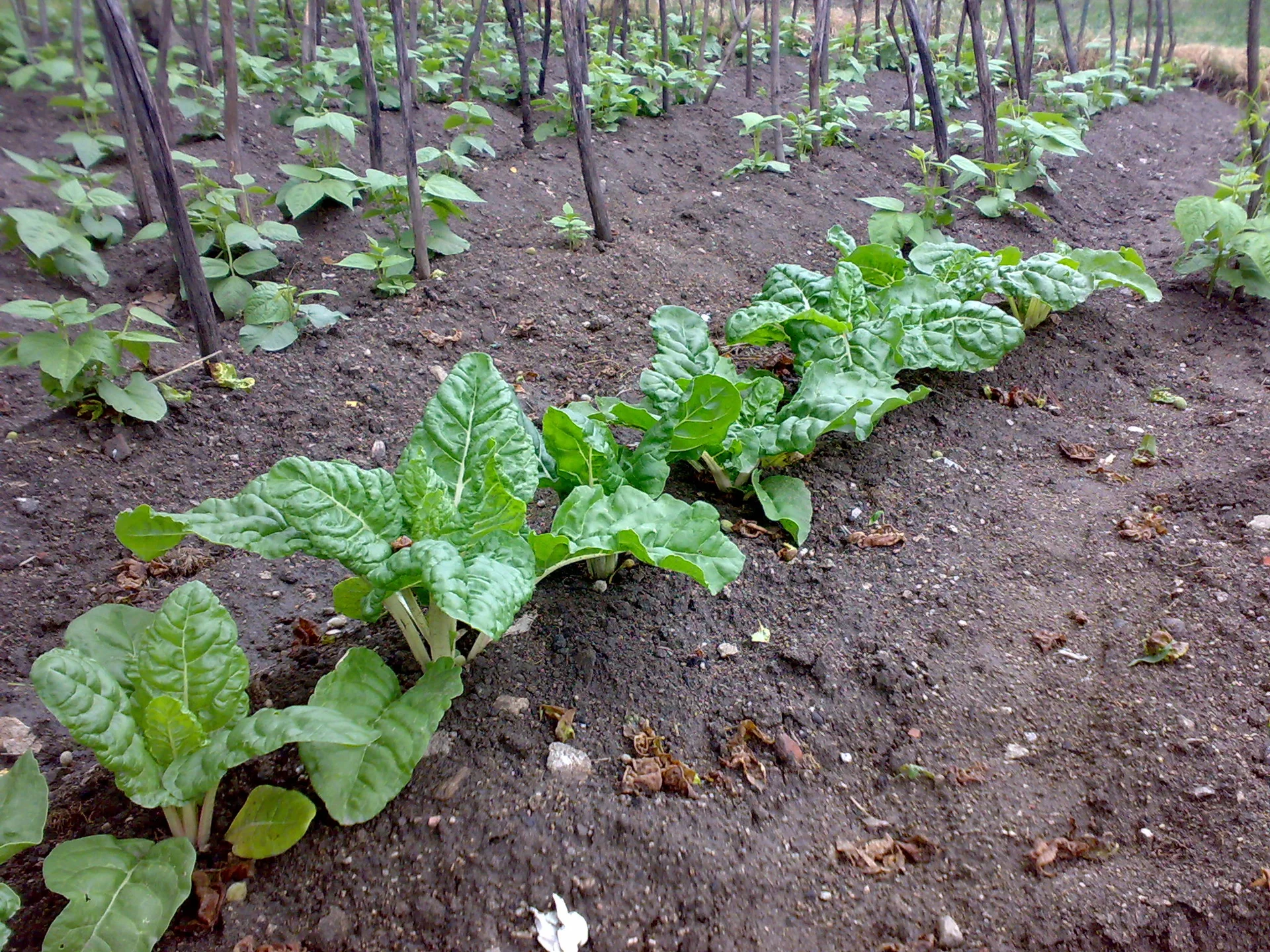 Green-leaved, white-stemmed Swiss chard (silverbeet) growing in rows in a home vegetable garden