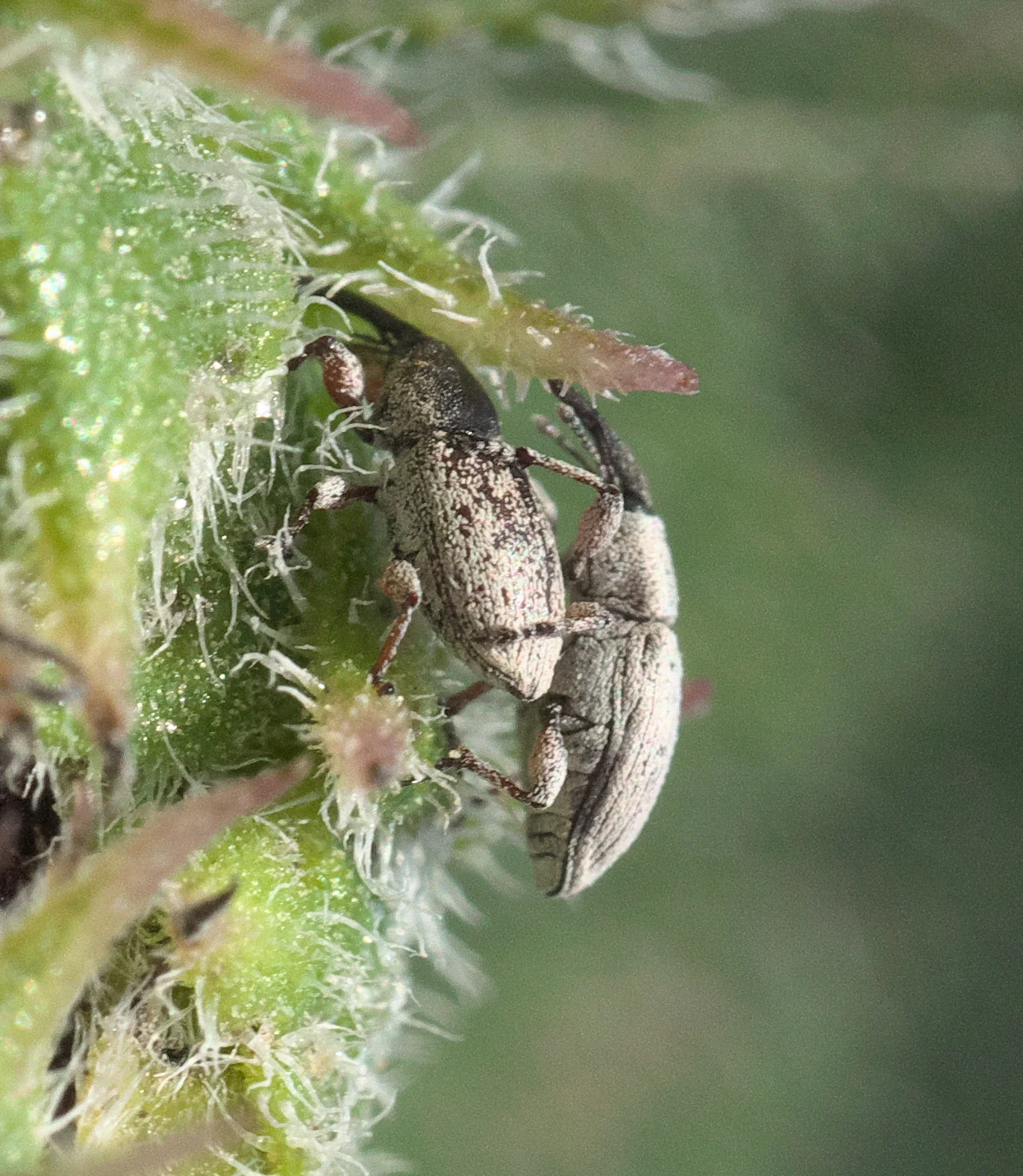 Small greyish, hard-shelled seed weevils with long down-curved snouts on a hairy green flower bud — the adults that feed on the heads where their grubs then develop hidden inside.