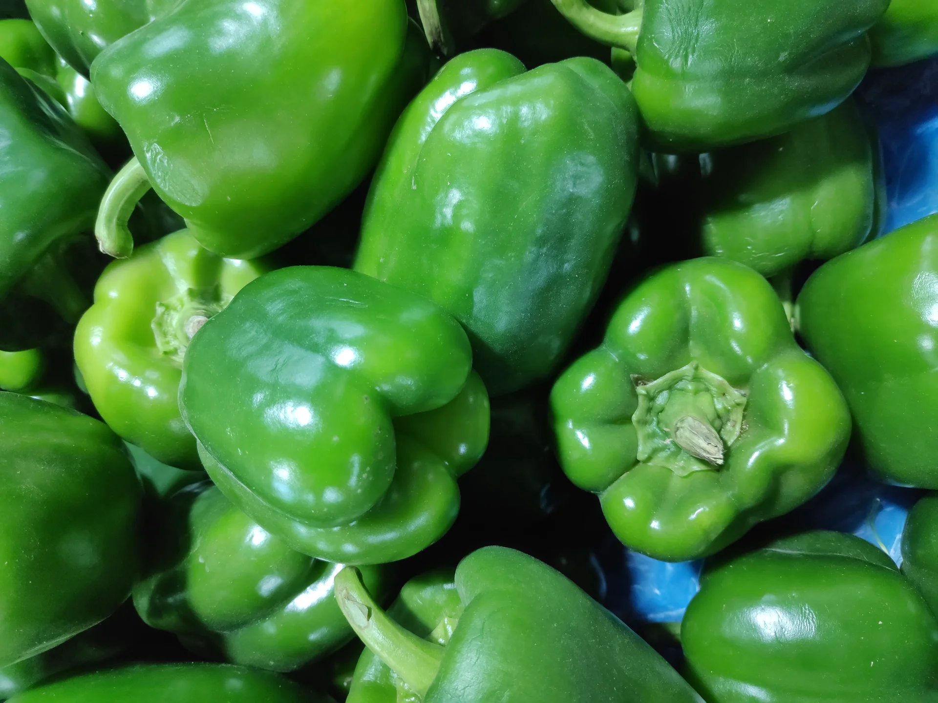 A pile of harvested green-mature sweet (bell) peppers as sold at market