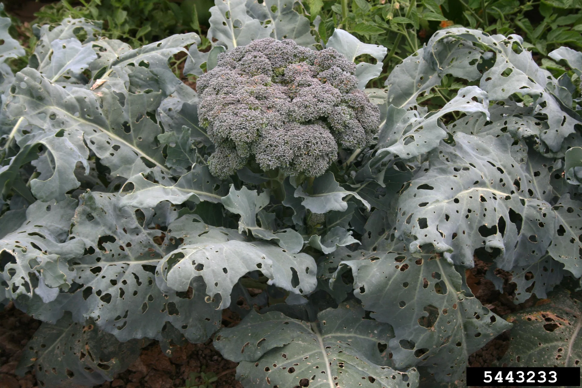 Brassica plant leaves shredded to holes and veins by caterpillar feeding