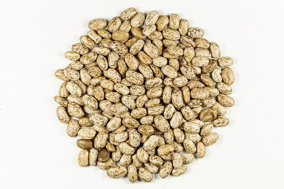 Common bean