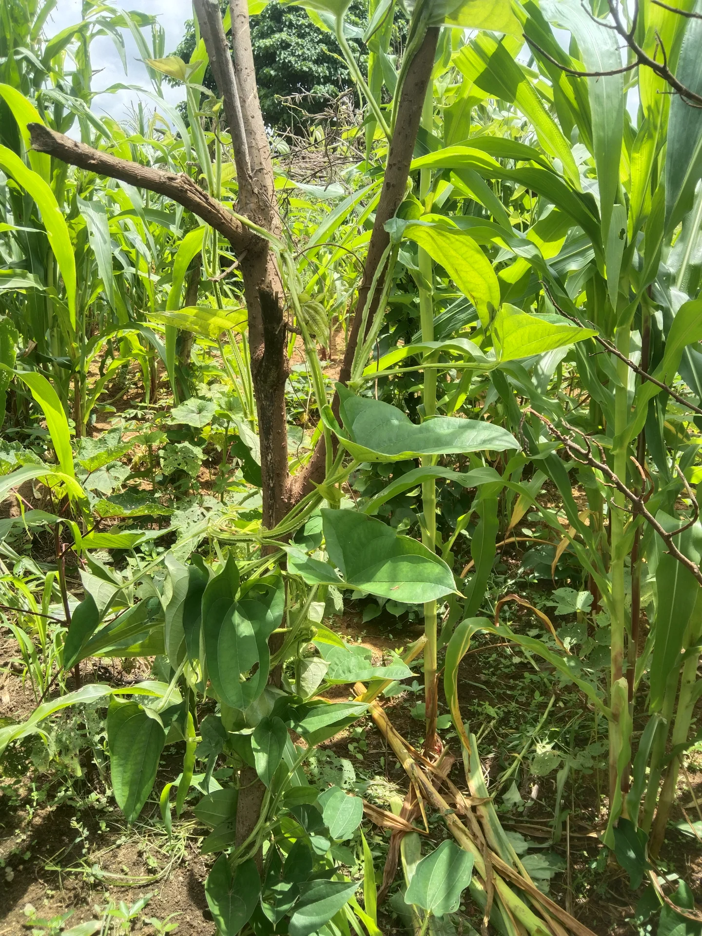 A water yam (Dioscorea alata) vine with broad heart-shaped green leaves climbing a wooden stake in a smallholder field — the crop that yam mosaic virus attacks; watch these young leaves for the light-and-dark mosaic mottling.