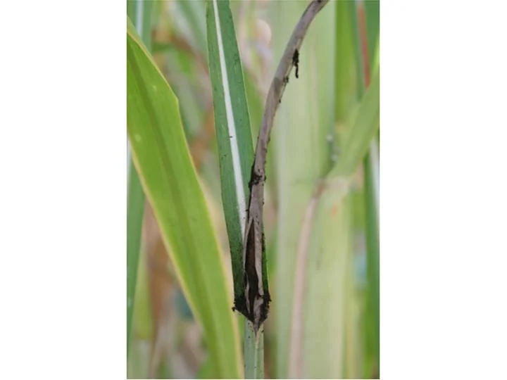 Curved black smut whip pushing out of a sugarcane shoot in the field, splitting open to release sooty black spores