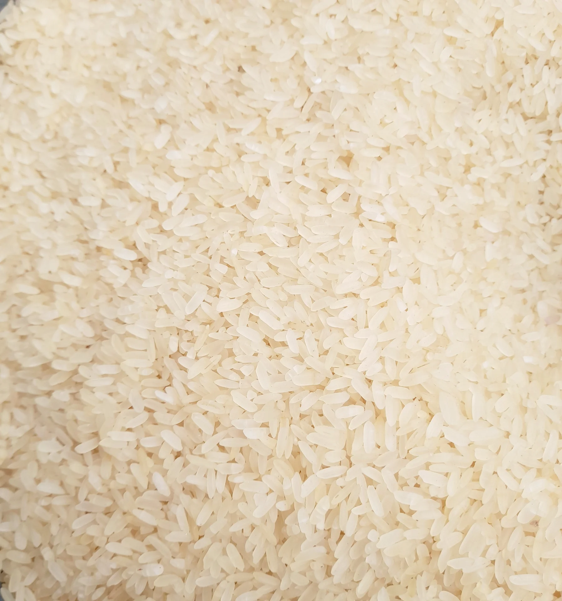 Milled white rice grain, the everyday form rice is eaten as