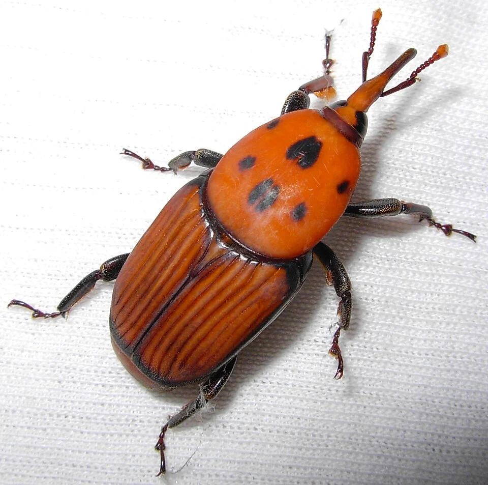 Red palm weevil
