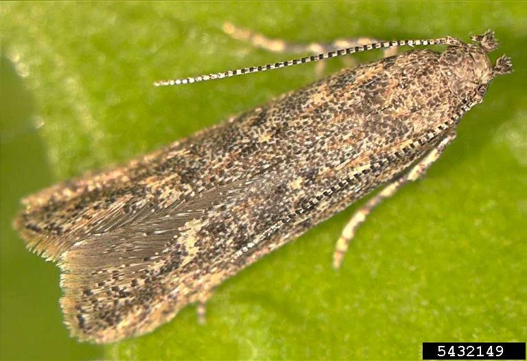 Tomato leafminer