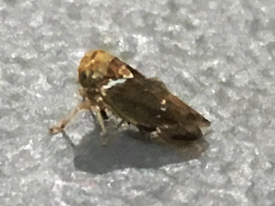 Mango hopper