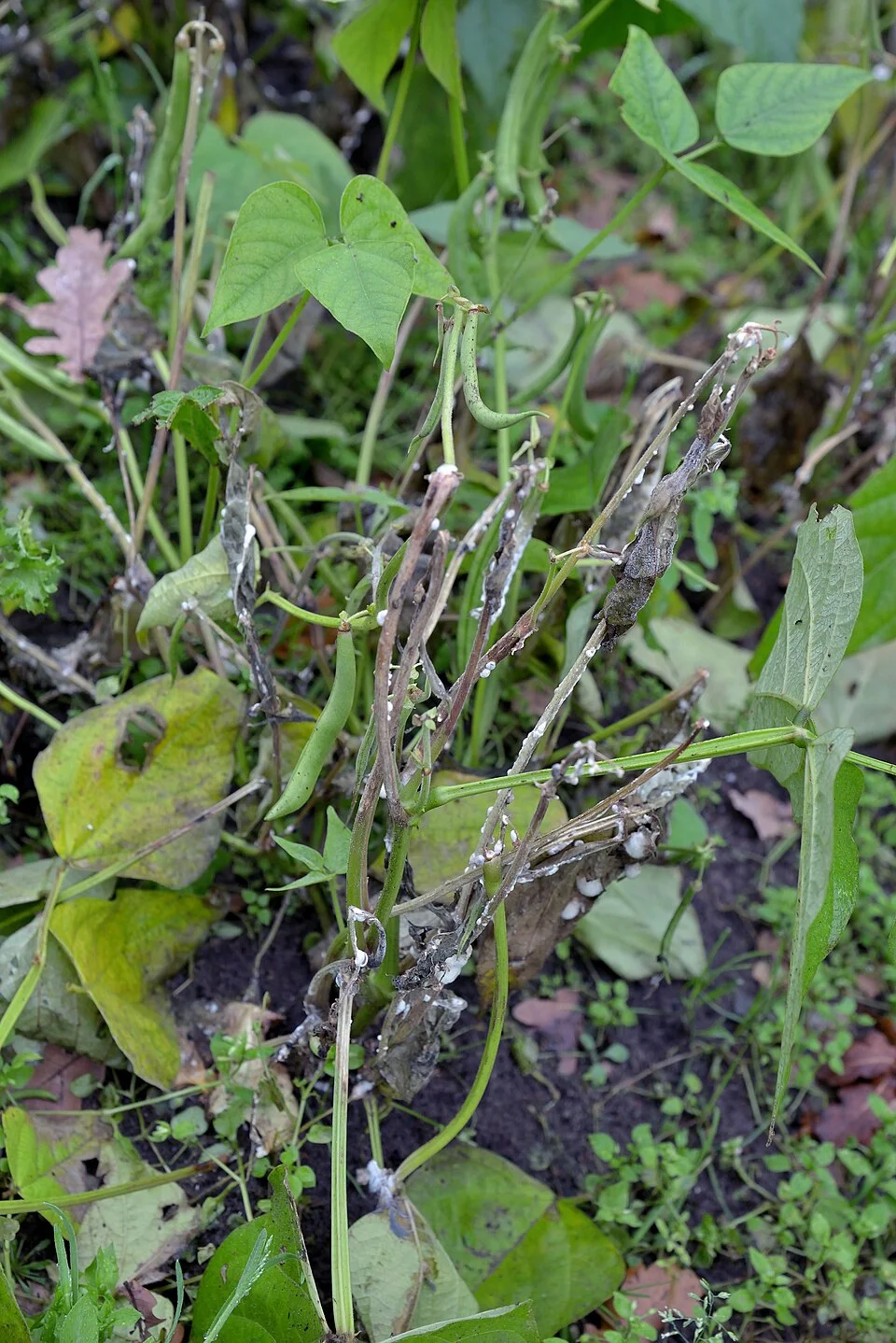 Plants collapsed and wilted in the field with bleached stems coated in white Sclerotinia mould