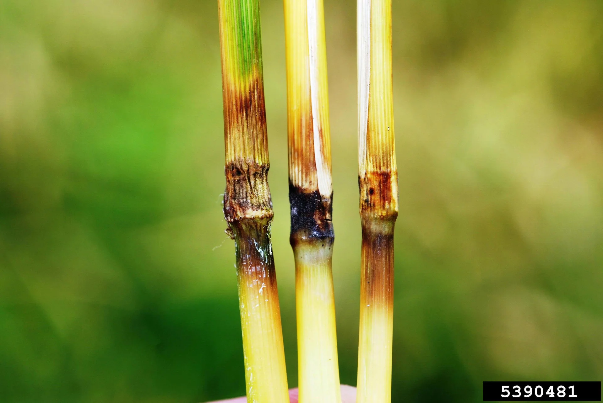 Rice stems with neck blast: the node just below each grain head turned brown-black and rotten