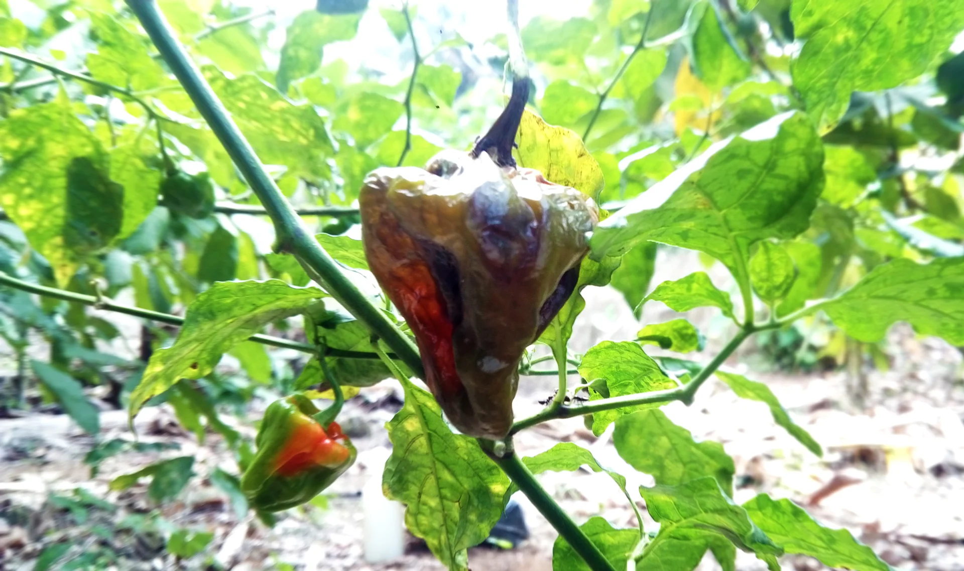 Hot pepper fruit on the plant with a soft sunken dark-red rotting anthracnose lesion