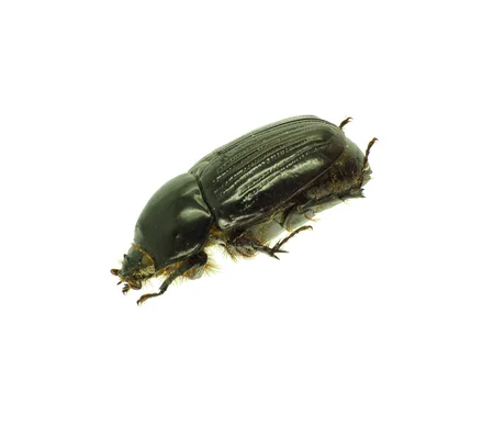 Stout, shiny dark taro beetle (Papuana splendens), a rounded scarab about a thumb-tip in size