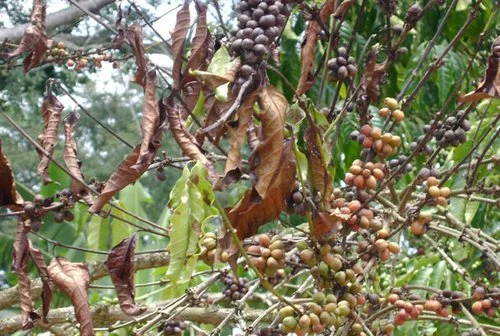 Coffee wilt disease