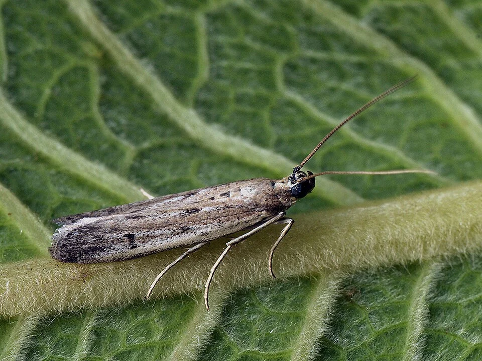 Sunflower head moth
