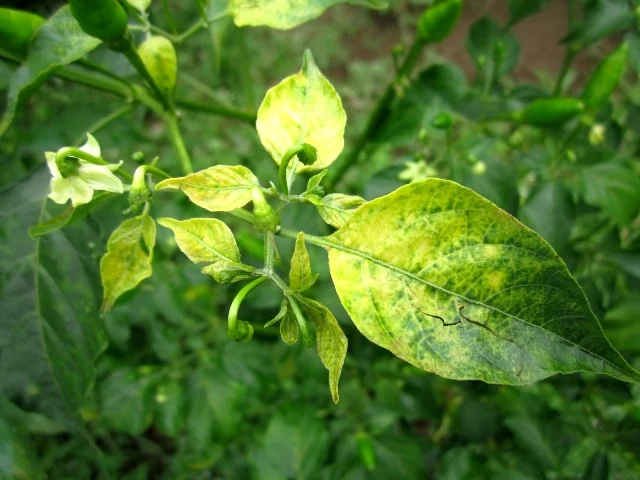 Chilli leaf curl virus
