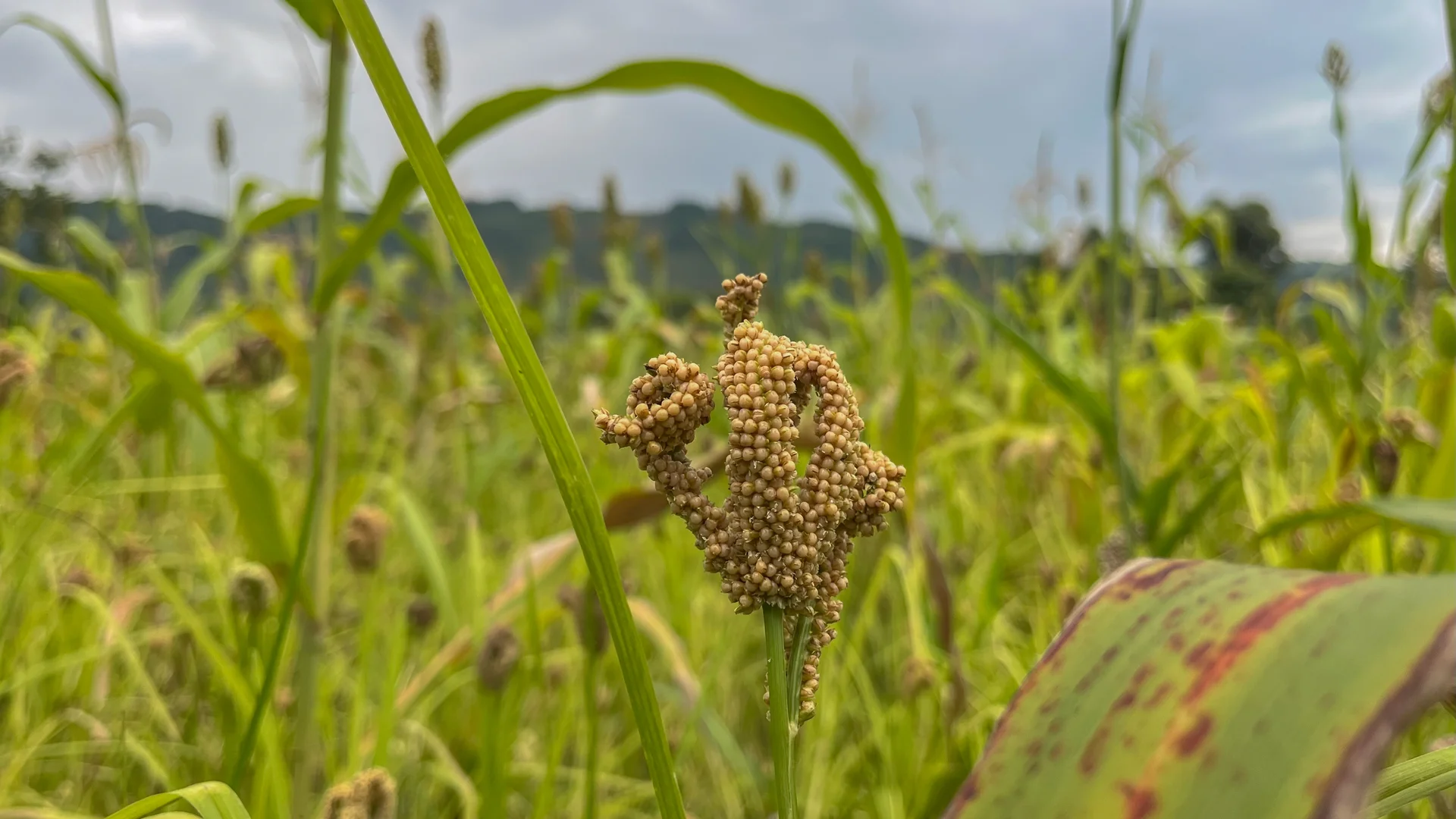 A ripe finger-millet head with plump, incurved finger-like spikes on a plant growing in a field