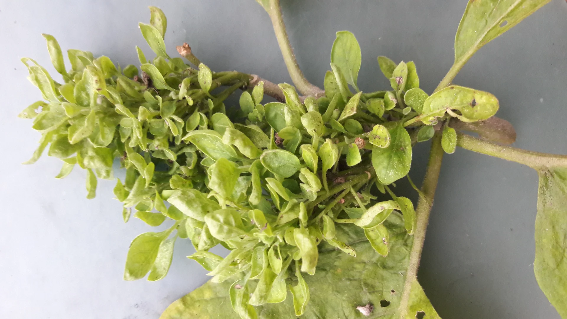 Close-up of a brinjal shoot showing little leaf and phyllody — a tight cluster of tiny deformed leaves, with a normal broad brinjal leaf below for size contrast