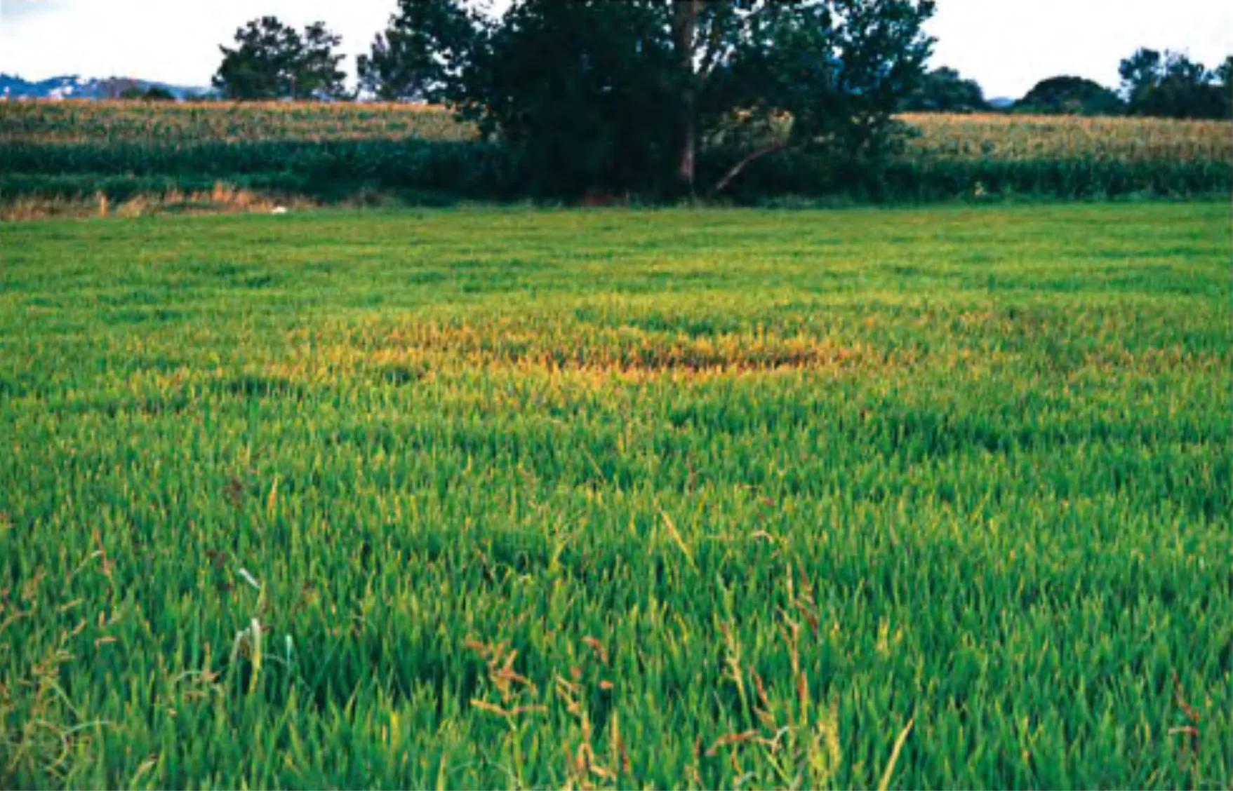 Rice field with a blast-affected patch: a spreading area of yellowing, dying plants amid the healthy green crop