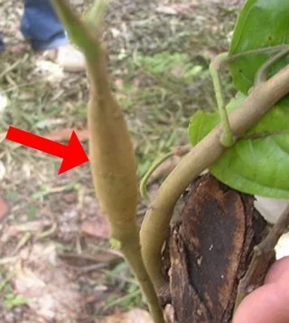 Cocoa swollen shoot virus