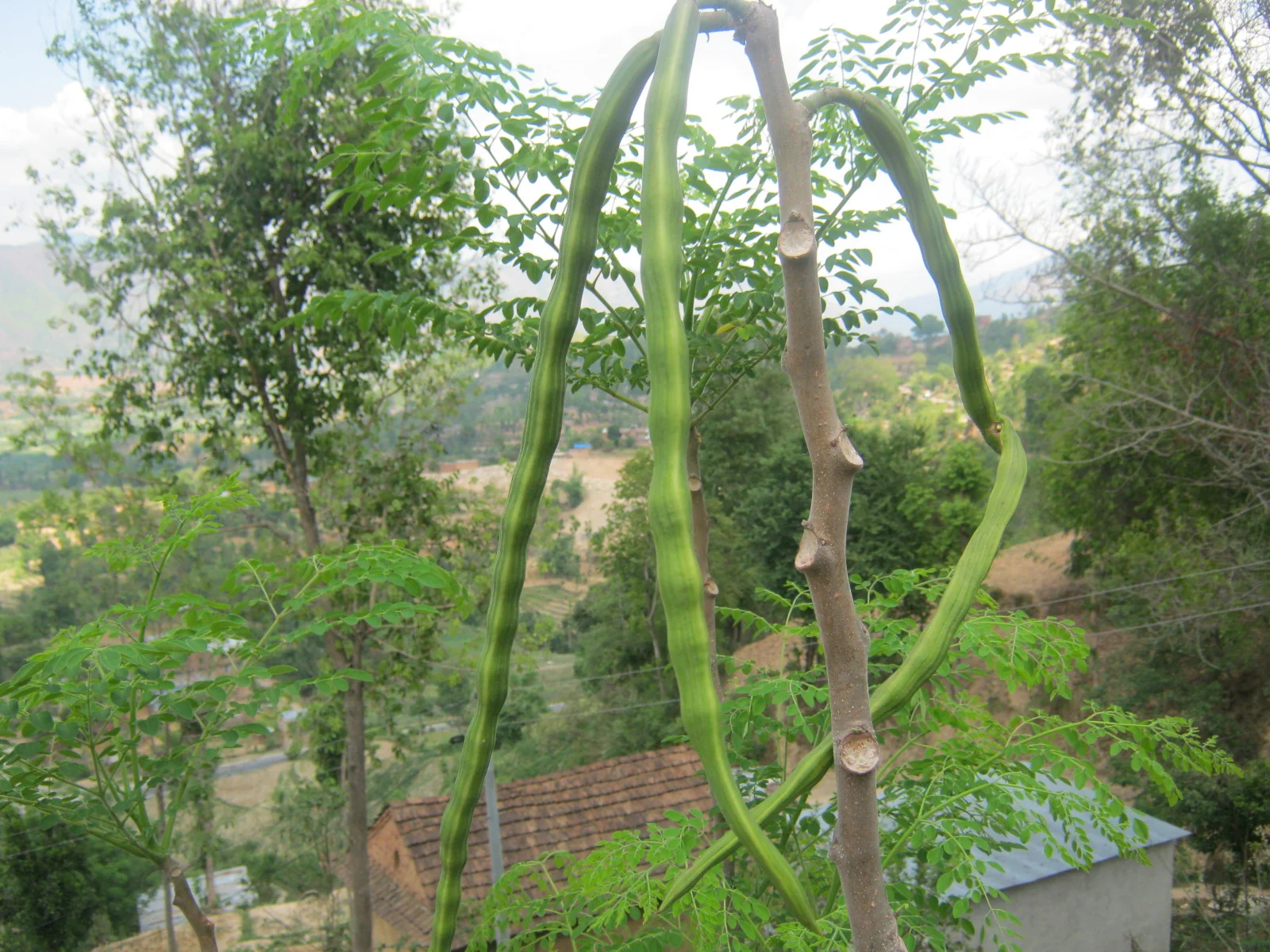 Long green drumstick pods hanging from a moringa tree with feathery leaves