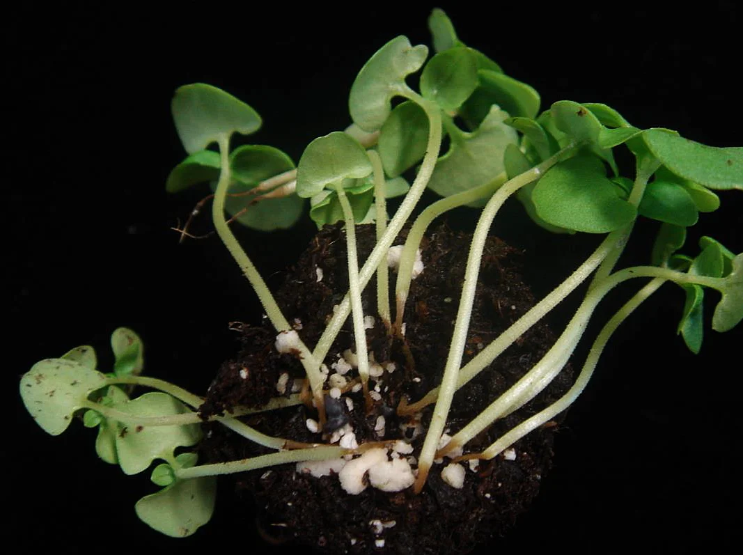 A clump of young seedlings toppled over in the potting mix, their green leaves still healthy but their stems collapsed and rotted brown at the soil line — the classic sign of damping-off