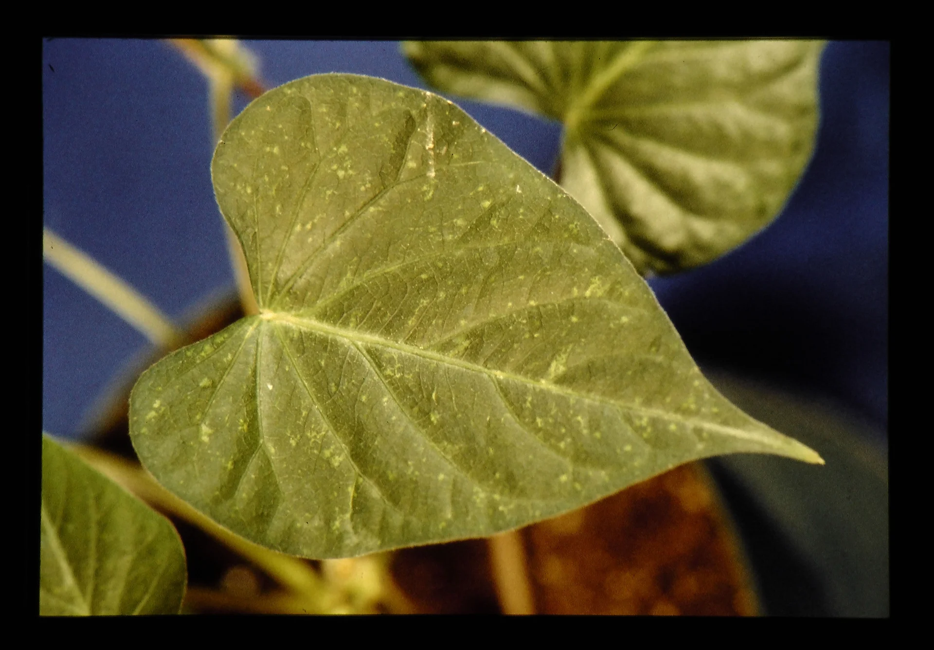 Sweet potato leaf infected by virus, its green blade dotted all over with fine pale yellow chlorotic speckles (mottle).