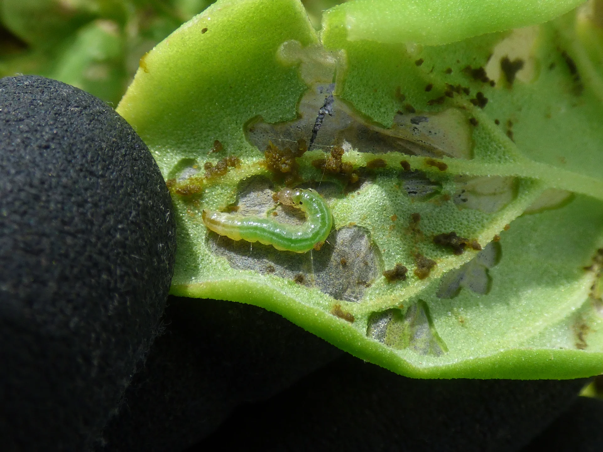 Translucent green amaranth leaf webber caterpillar feeding on a leafy-green leaf eaten down to a thin see-through skin, with green-black droppings and fine silk