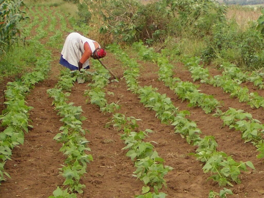 A smallholder farmer hand-weeding rows of young common bean plants in a field