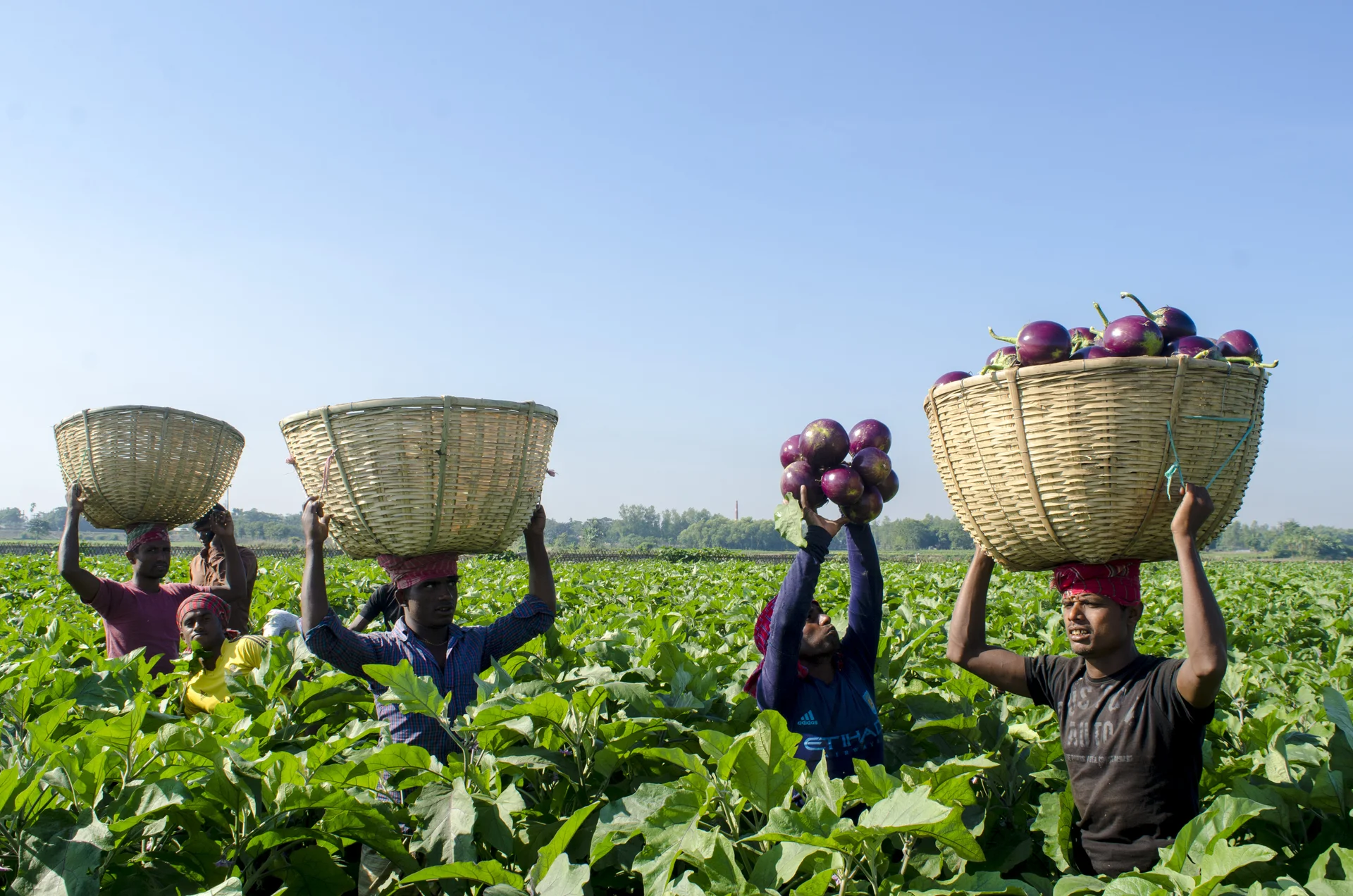 Workers harvesting round purple eggplant fruits into baskets in a leafy eggplant field