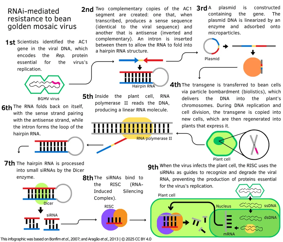 Bean common mosaic virus