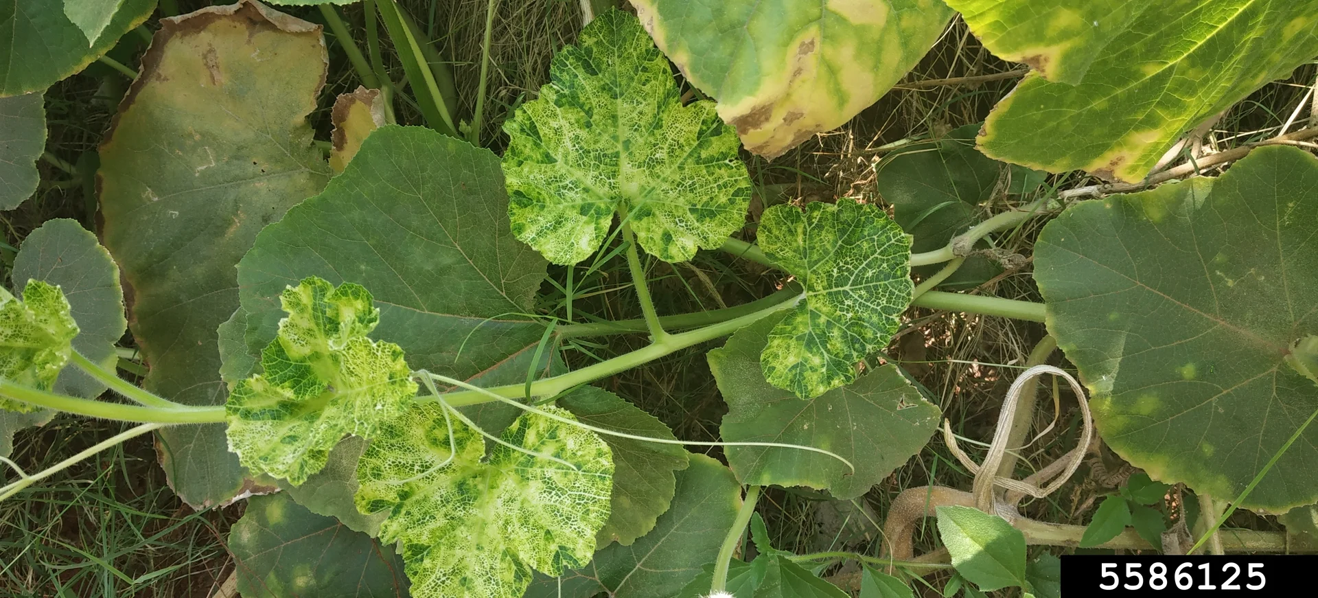 Pumpkin/squash leaves in the field showing patchy light-and-dark green mosaic mottling from cucumber mosaic virus