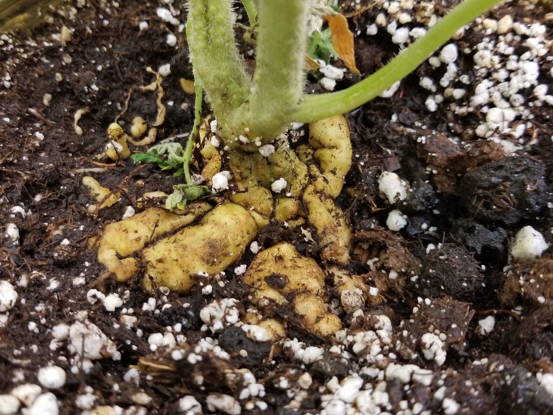 Base of a tomato plant with roots swollen into a heavy knobbly mass of galls from root-knot nematode