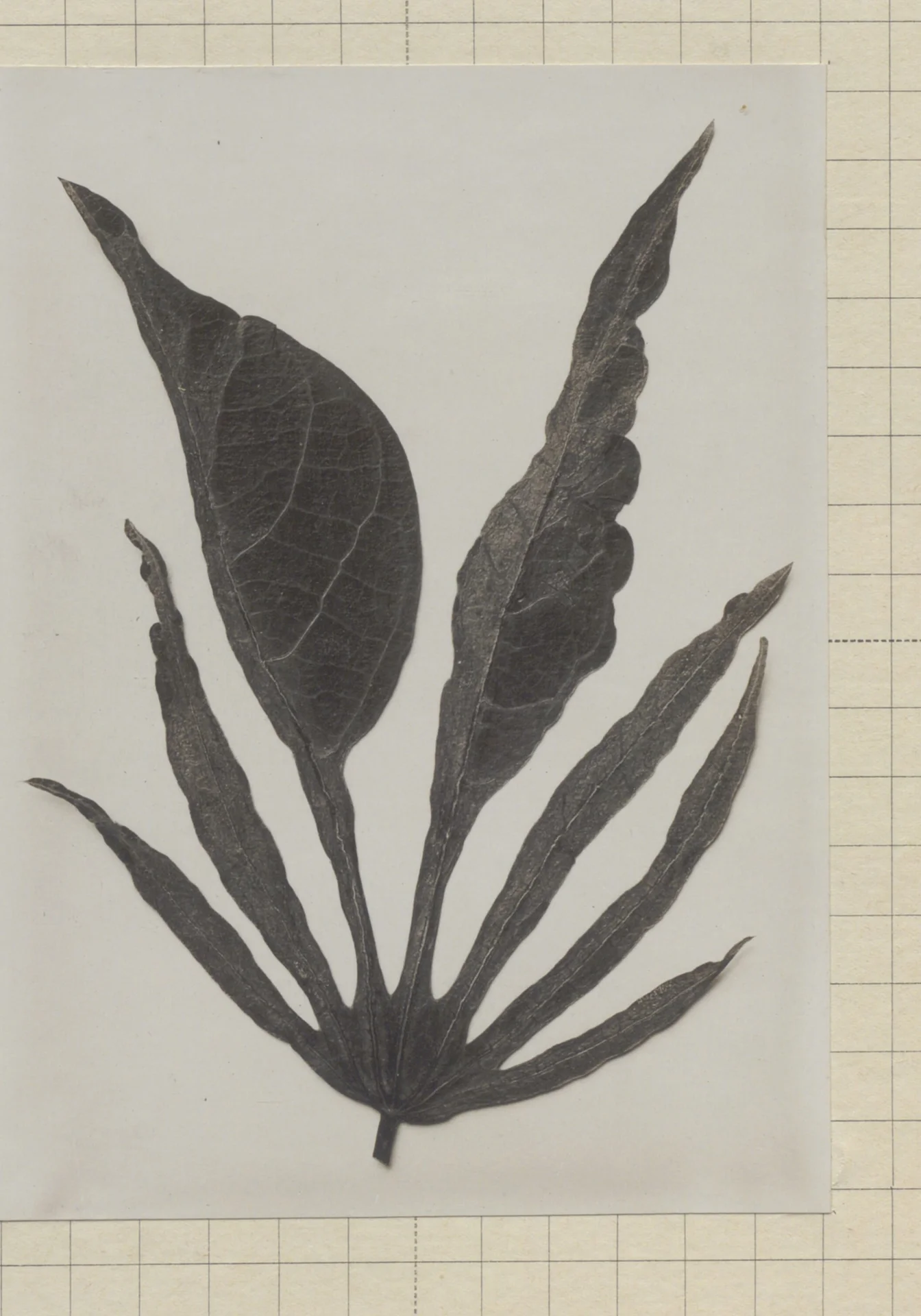 Cassava leaf affected by mosaic disease: leaflets are narrow, puckered and misshapen, some much smaller than a healthy open leaf.