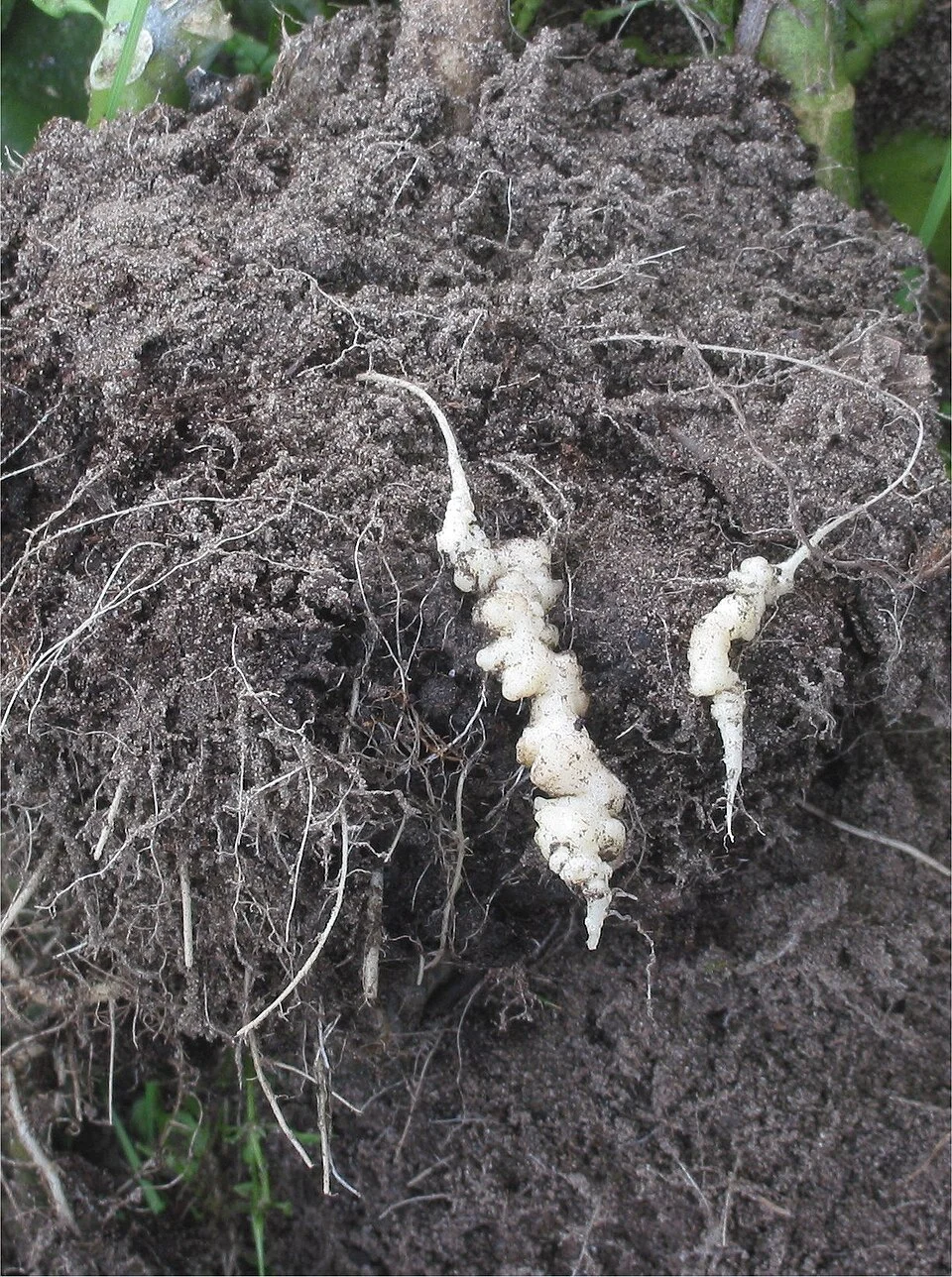 Clubroot