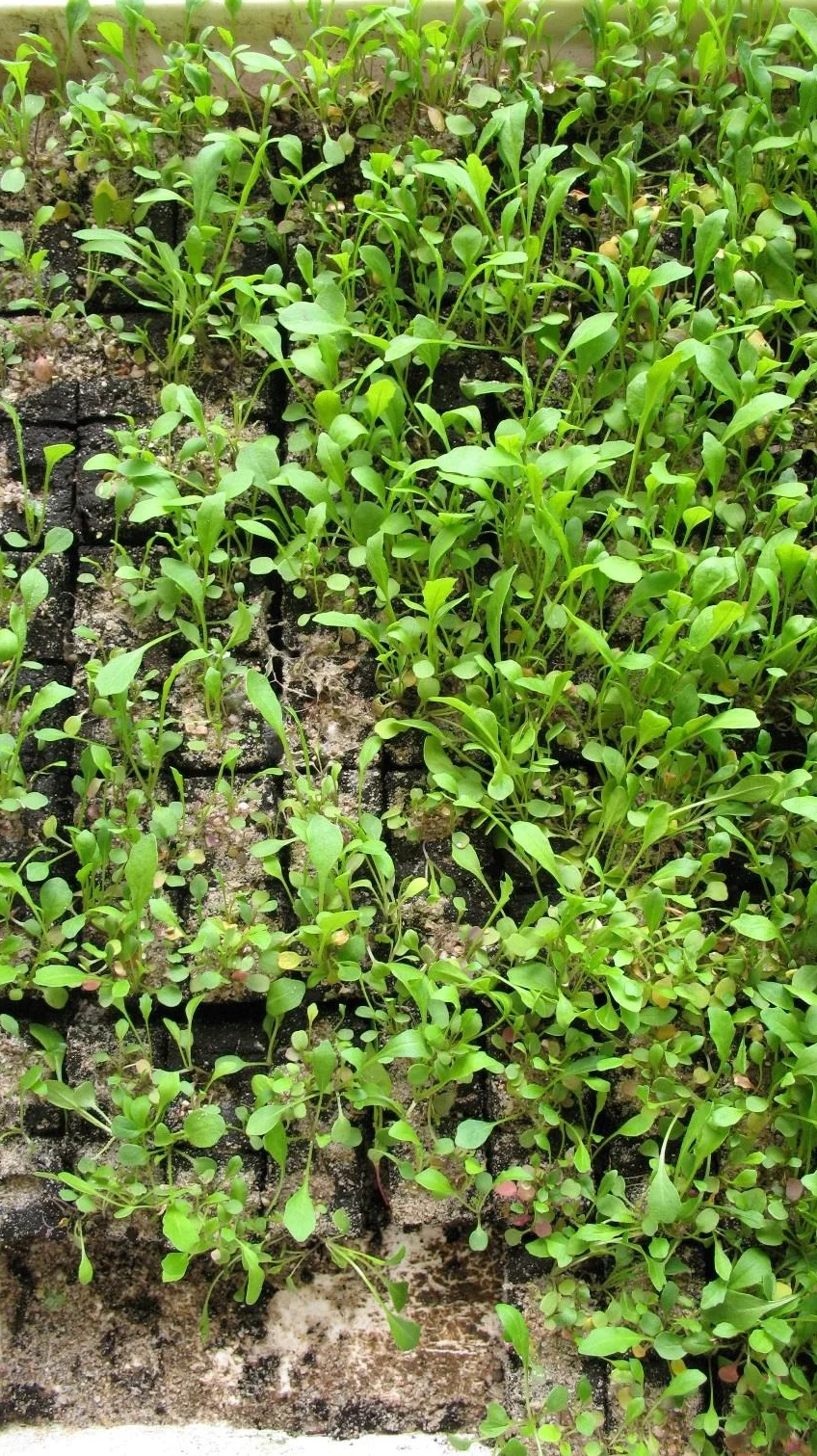 A nursery seedling tray of rocket where most cells came up green and healthy, but bare blank patches on one side show where seedlings rotted and died from damping-off — the tell-tale gaps spreading through the tray