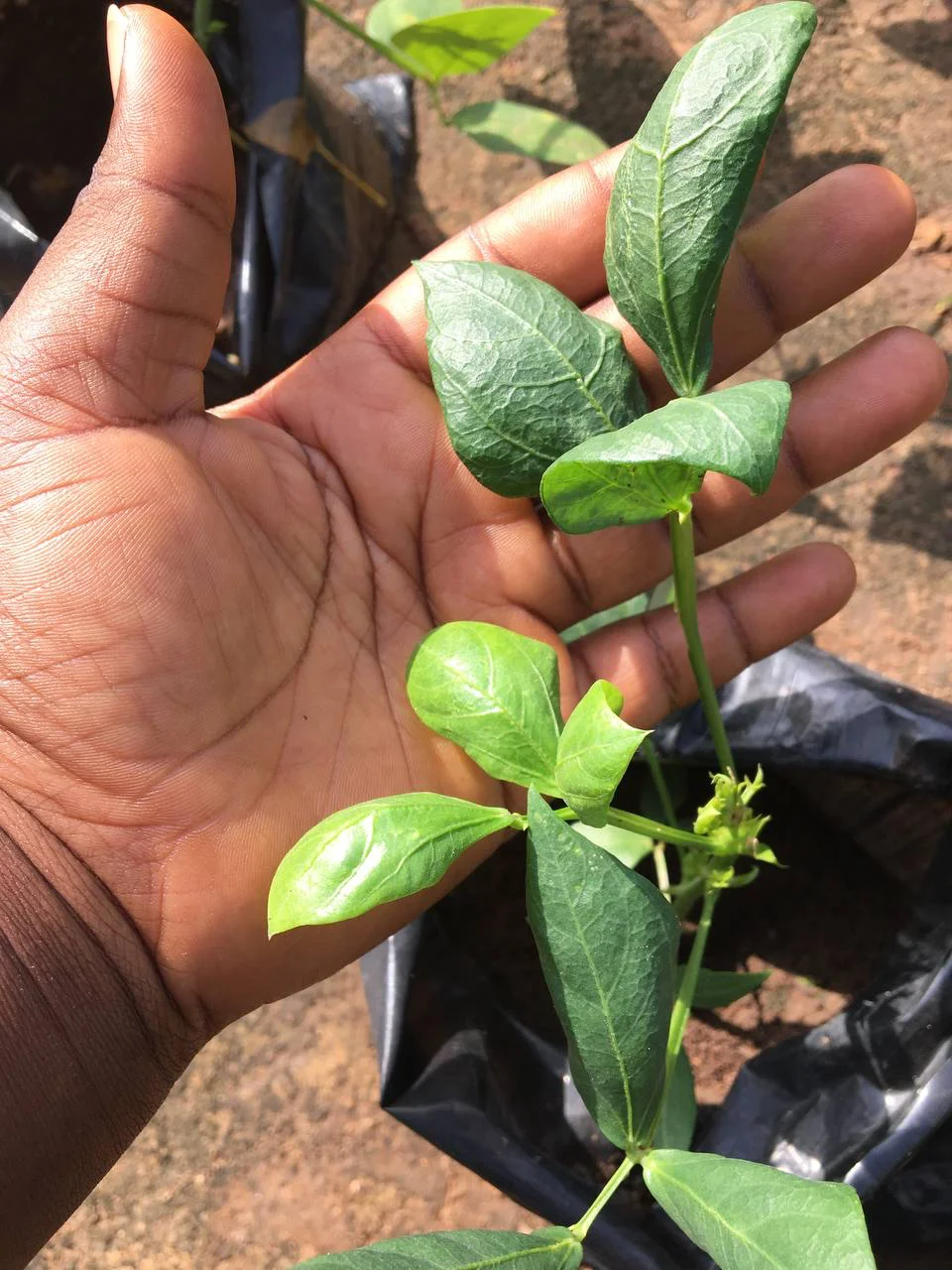 Young cowpea seedling held in hand showing virus damage: puckered, cupped and distorted leaves with uneven green mottling