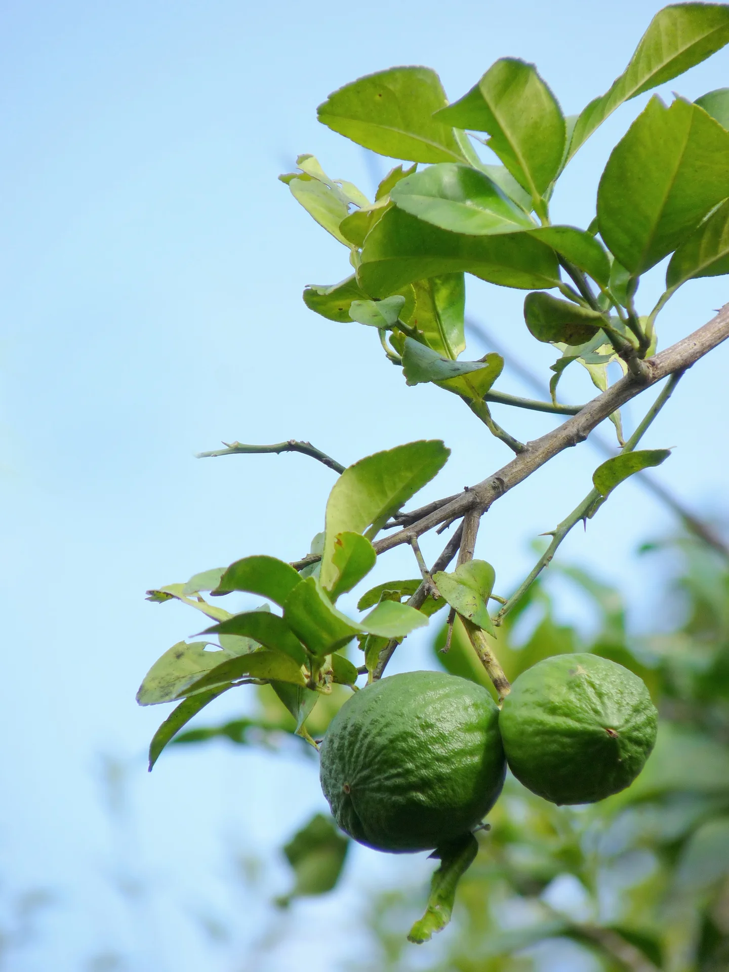 Two green key limes hanging on a thorny lime tree branch