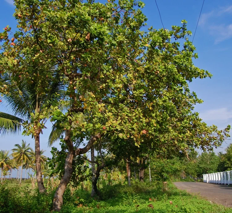 A whole cashew tree with rounded leaves and orange cashew apples hanging among the branches