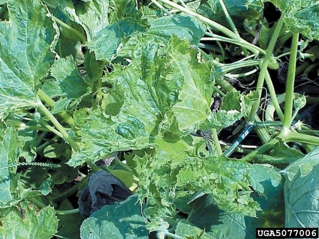 Squash plant in the field with blistered, puckered and distorted mosaic-mottled leaves from squash mosaic virus