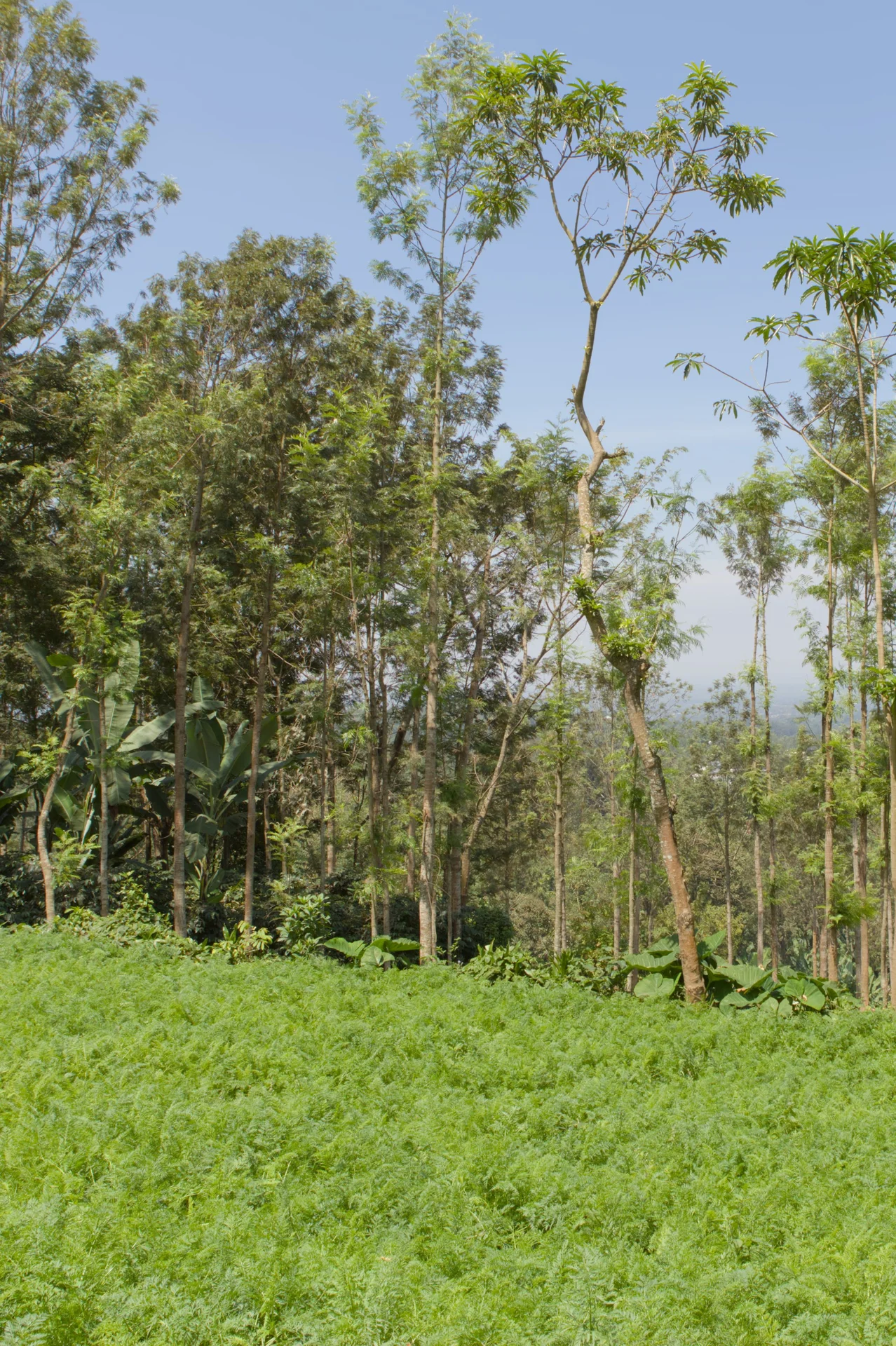 A field of carrot plants growing in Tanzania, showing the low green ferny leafy tops
