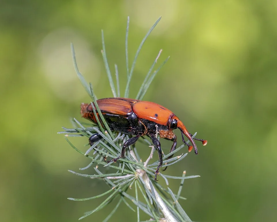 Red palm weevil