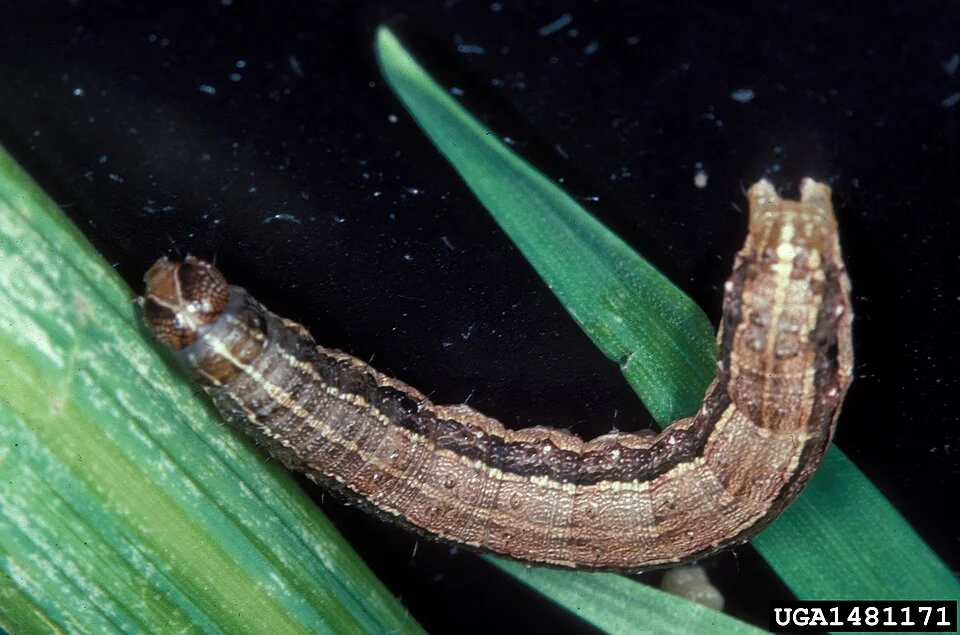 Fall armyworm