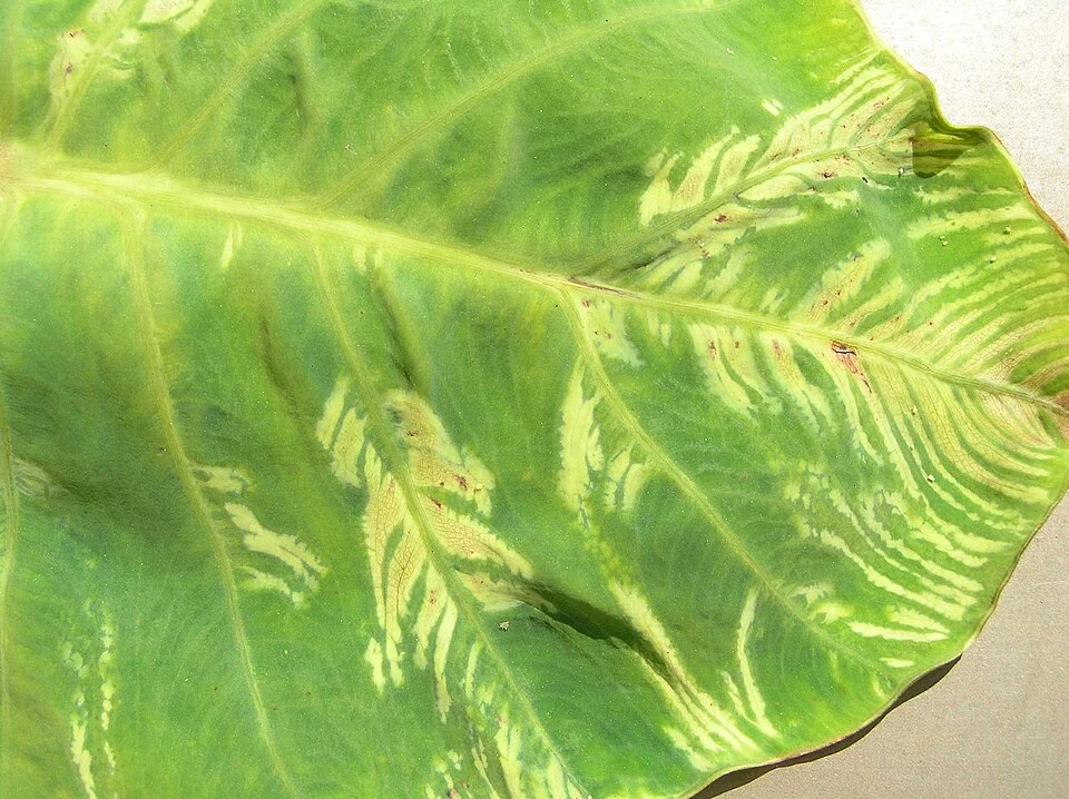 Dasheen mosaic virus