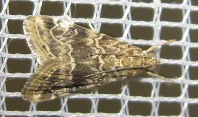 Cabbage webworm