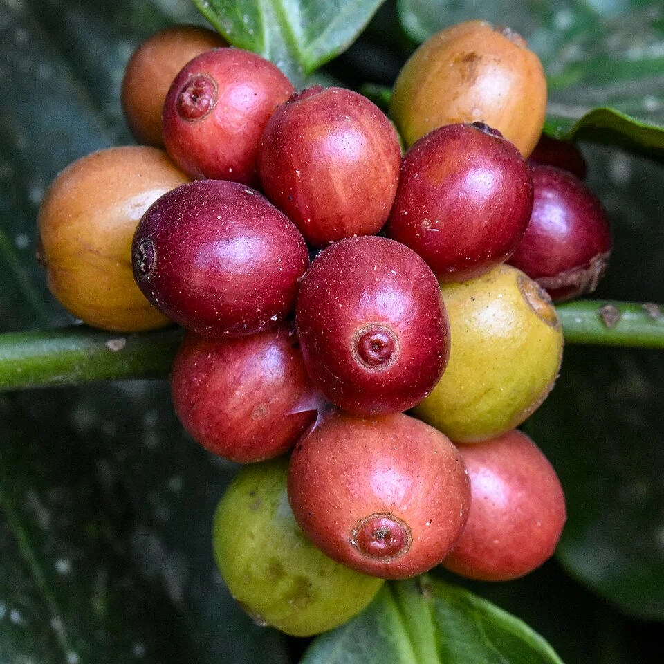 Robusta coffee