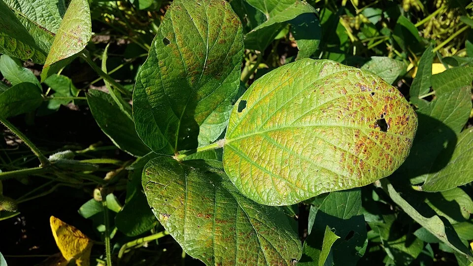 Cercospora leaf blight