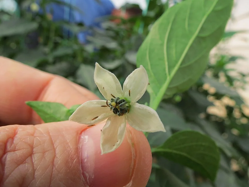 Thrips